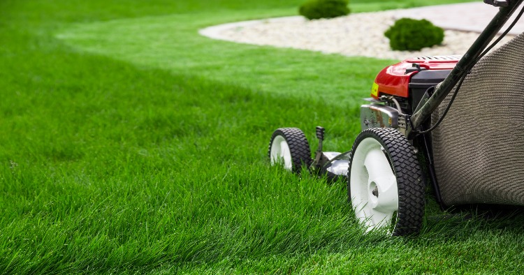 taking care of lawn