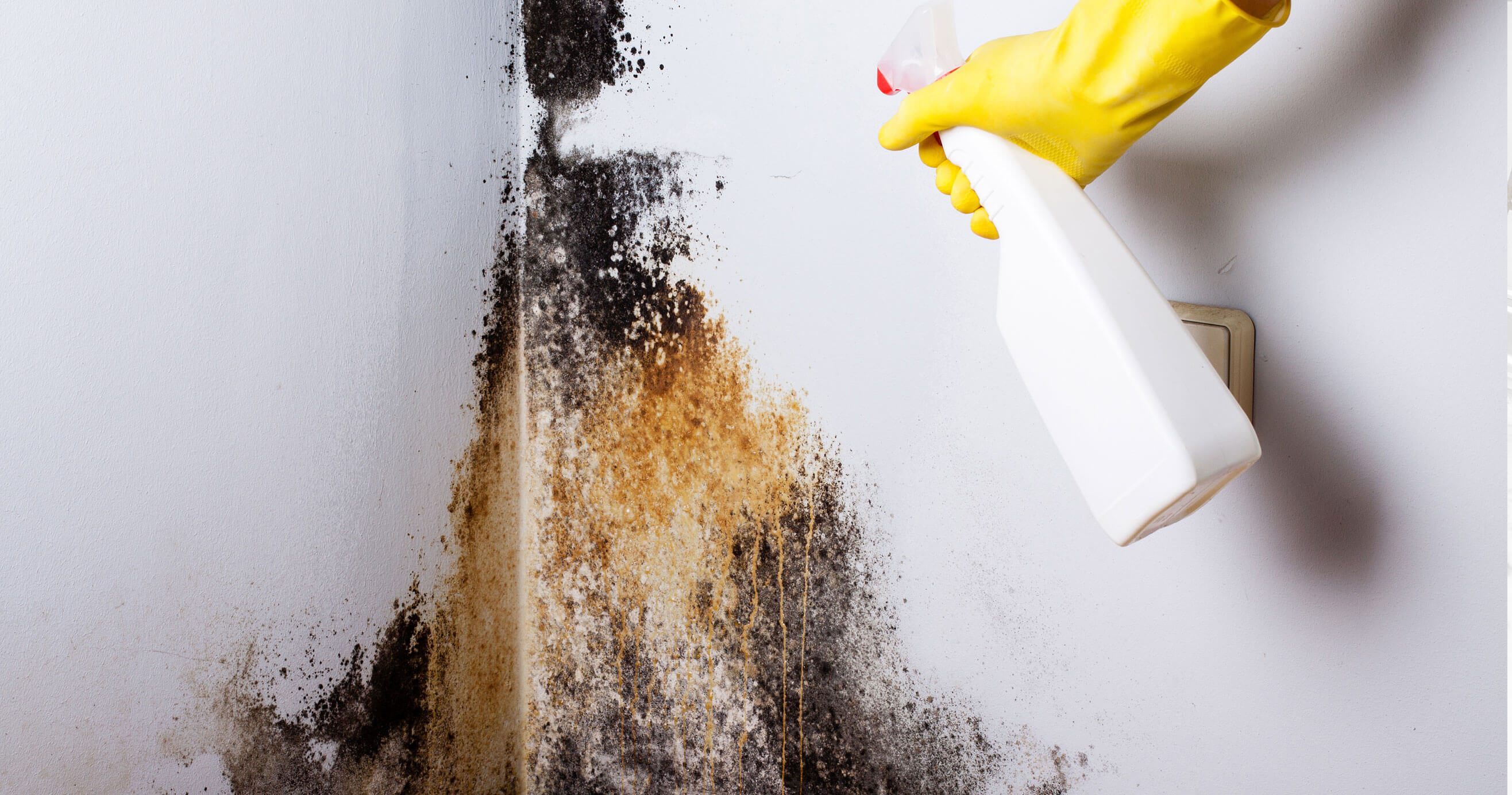 Removing black mold on a wall